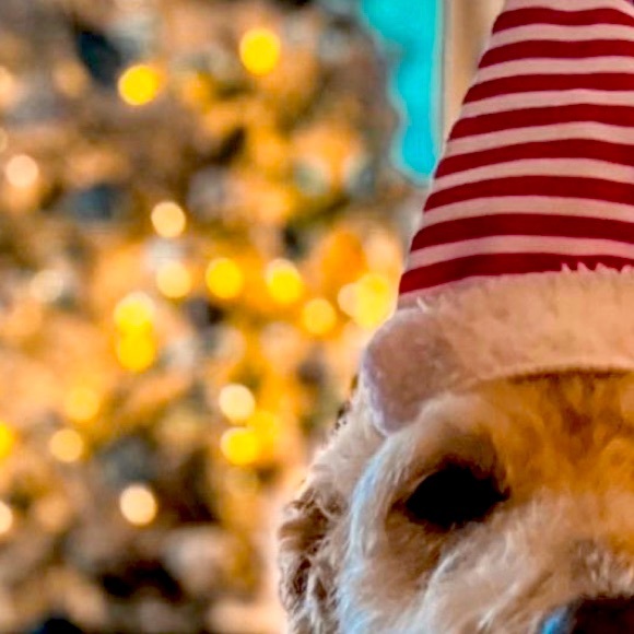 Meet your Posher, Olivia - Picture 1 of 1